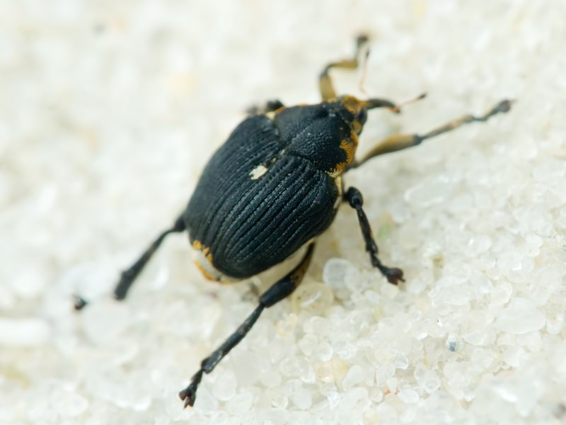 Mononychus punctumalbum (Herbst, 1784)